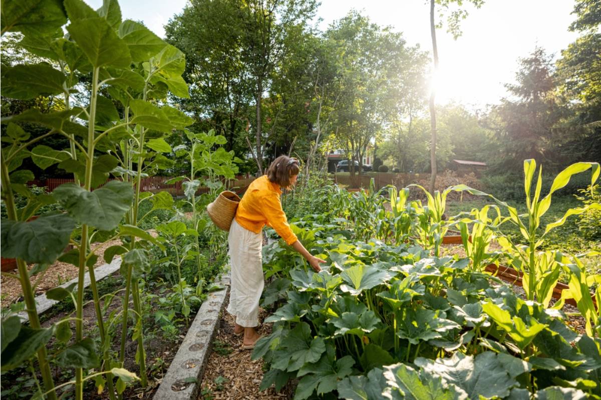 Homeowner Says a City Inspector Cited His Vegetable Garden for a Violation That Was Repealed Two Years Ago and No One Updated the Records