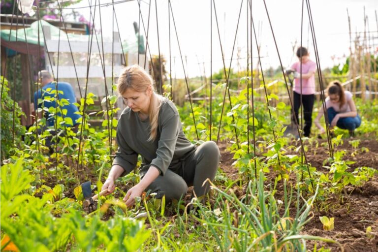 Homeowner Says His Neighbor Has Been Telling New Residents on the Street That the Community Garden Was His Late Wife's Project, When She Only Joined Two Years After It Was Founded by Someone Else