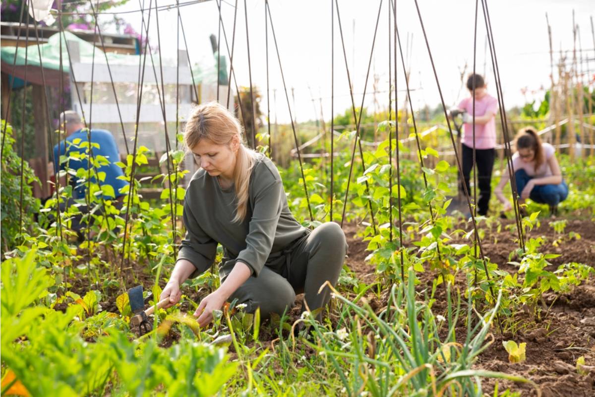 Homeowner Says His Neighbor Has Been Telling New Residents on the Street That the Community Garden Was His Late Wife's Project, When She Only Joined Two Years After It Was Founded by Someone Else