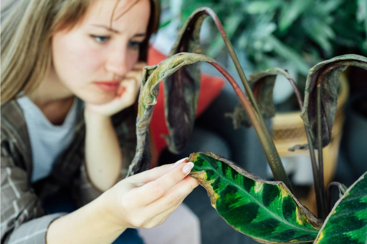 Her Garden Had Been Dying Slowly for Two Years Before She Finally Discovered Who Was Responsible and Why