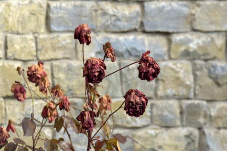 A Gardener Finally Figured Out Why Her Prize Roses Kept Failing Every August, and the Answer Had Nothing to Do With Soil