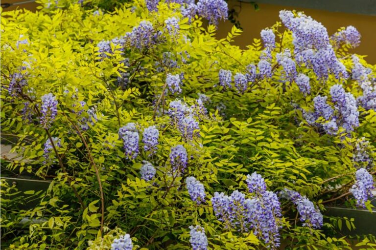Gardener Says She Spent a Decade Growing the Wisteria Her Late Husband Planted the Week They Married, Then Her Daughter-in-Law Wanted It Cut Back for "More Light"