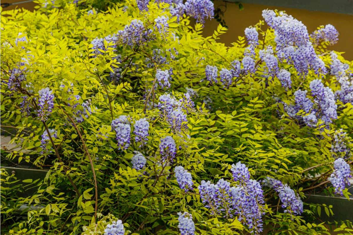 Gardener Says She Spent a Decade Growing the Wisteria Her Late Husband Planted the Week They Married, Then Her Daughter-in-Law Wanted It Cut Back for "More Light"