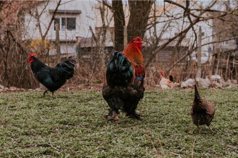 Homeowner Says His Neighbor Insisted for Months That His Rooster Was Illegal in a Residential Zone, Then Asked to Borrow It for Her Own Egg Operation the Moment She Realized It Was Actually Allowed