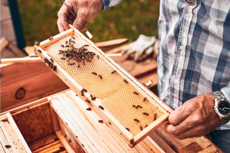 Homeowner Says Her Neighbor Dismissed Her Beekeeping Hobby as "Dangerous" for a Year, Then Asked Her to Place a Hive Near Her Own Garden for the Pollination