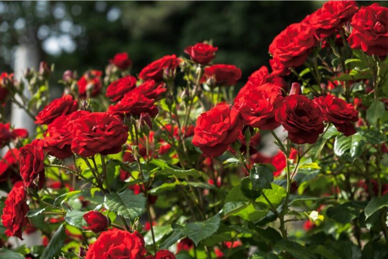 Gardener Says She Spent a Decade Building a Reputation as the Best Rose Grower on the Block, Then Her Neighbor Started Entering the Same Local Show Using Cuttings Taken From Her Yard Years Ago