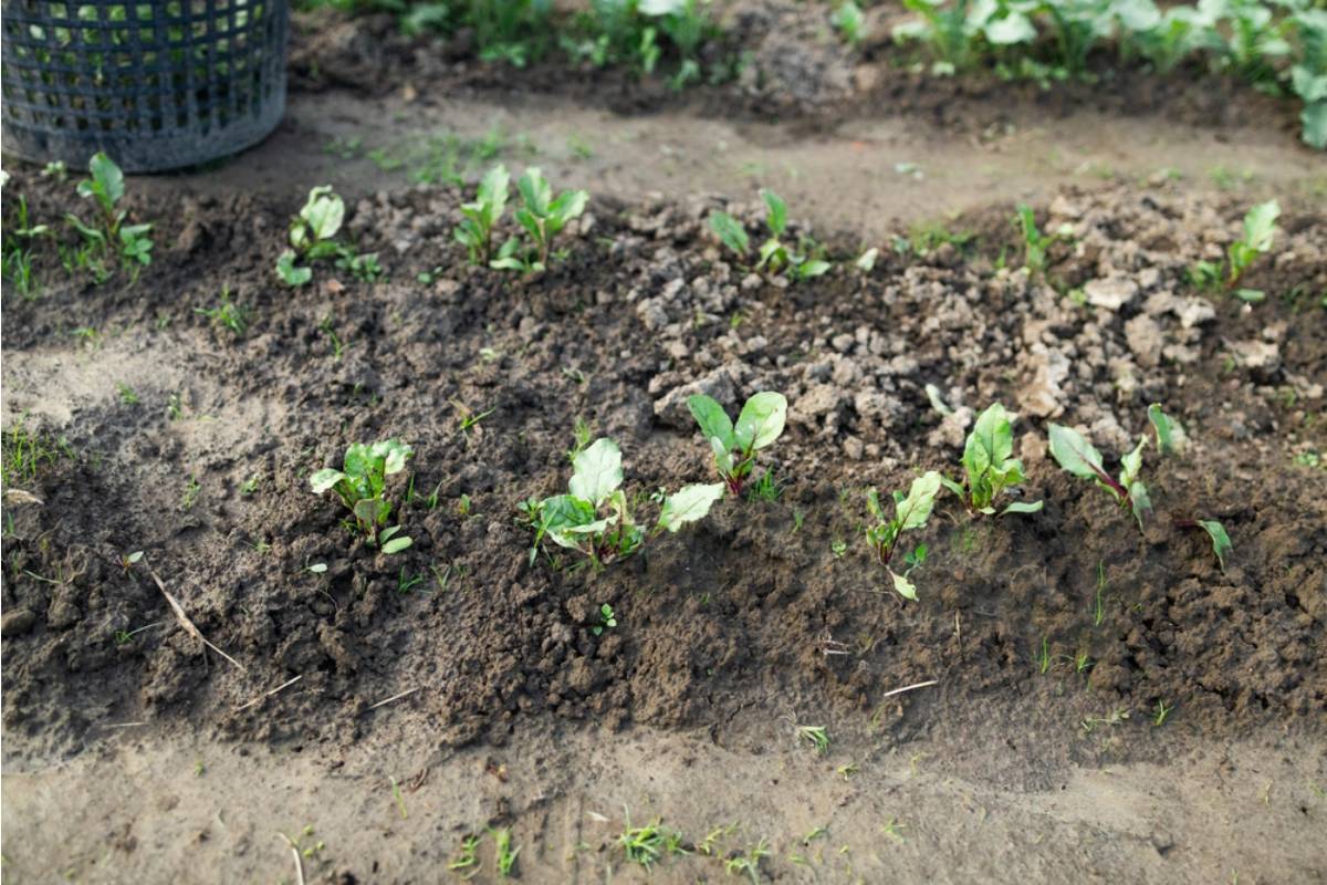 Homeowner Says His Neighbor's Kids Have Been Using His Vegetable Garden as a Shortcut to the Bus Stop Every Morning, Crushing a New Row of Seedlings Weekly