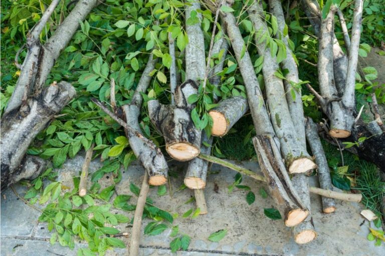 Gardener Says She's Been Letting a Neighbor Store Firewood Against Her Garden Fence All Winter as a Favor, Now the Rotting Wood Has Attracted Termites Into Her Raised Beds