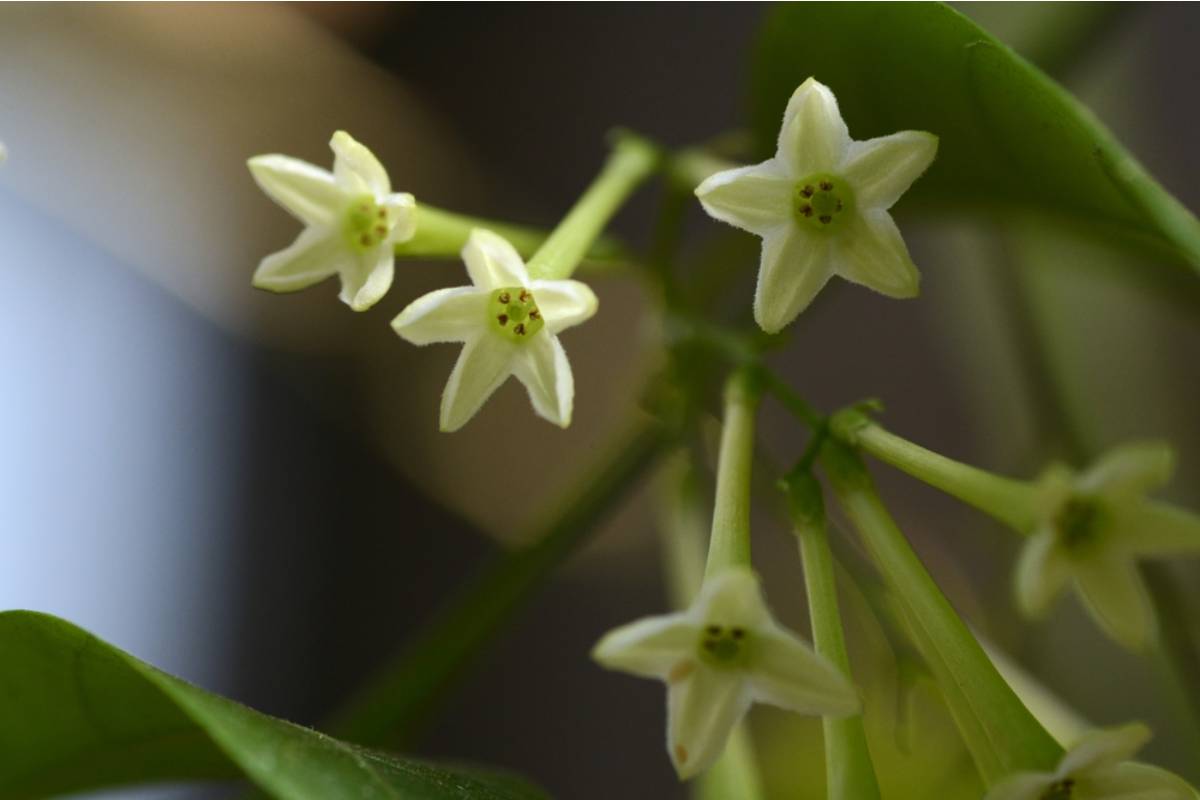 Fragrant Night Blooming Jasmine