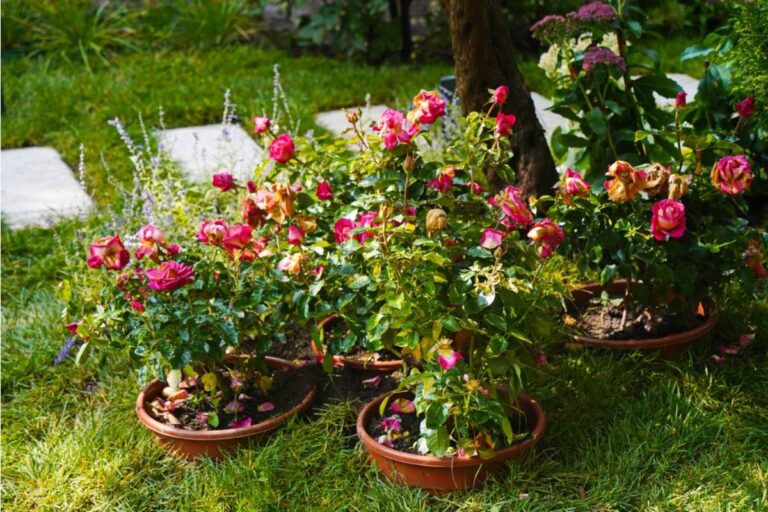 Gardener Says She Spent a Decade Growing the Rose Bushes Her Late Husband Planted on Their Anniversary, Then Her Son Wanted Them Removed for a Pool