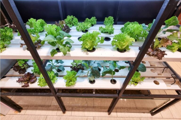 Homeowner Says Her Neighbor Mocked Her Backyard Aquaponics Setup as a Waste of Money for Two Years, Then Asked to Copy the Design the Moment Grocery Prices Went Up
