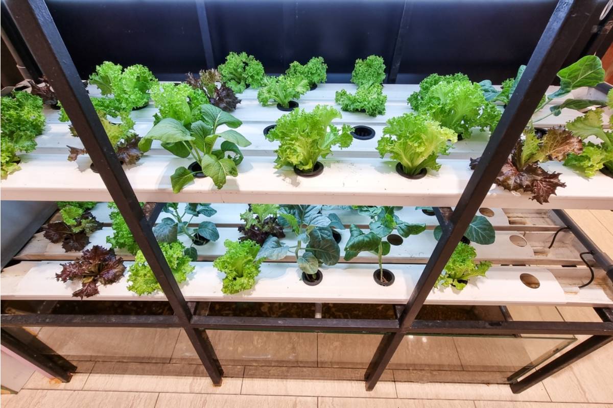 Homeowner Says Her Neighbor Mocked Her Backyard Aquaponics Setup as a Waste of Money for Two Years, Then Asked to Copy the Design the Moment Grocery Prices Went Up