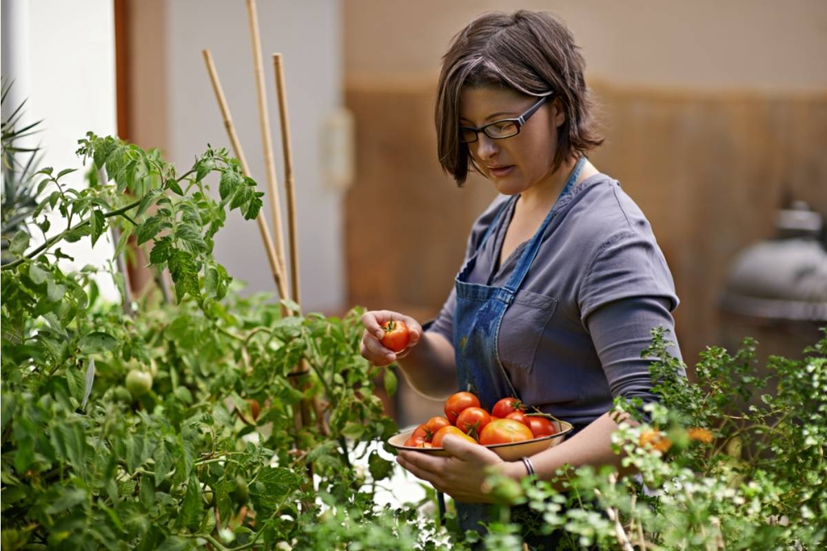 Gardener Says She Spent Four Years Building a Reputation for the Best Tomatoes on the Street, Then Her Neighbor Started Buying Store Bought Tomatoes and Telling People They Came From Her Own Garden