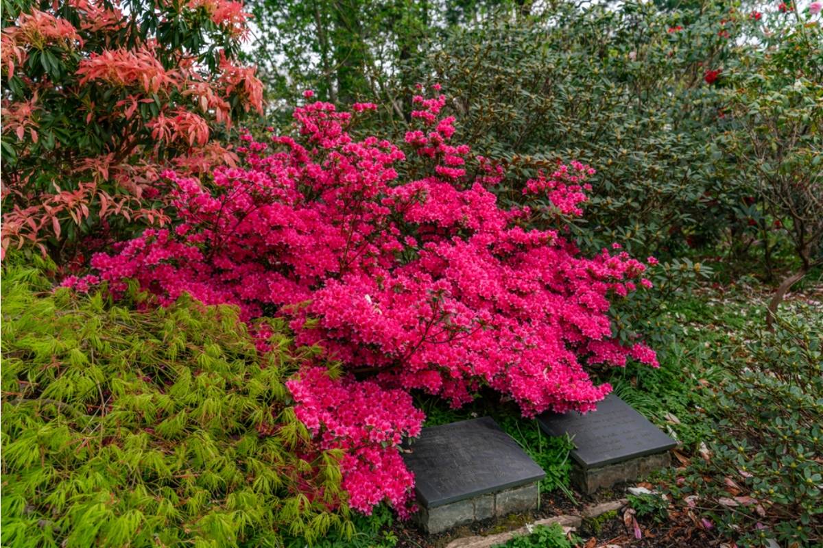 Gardener Says She Spent a Decade Growing the Same Azaleas Her Late Husband Planted the Spring They Retired Together, Then Her Daughter-in-Law Wanted Them Removed for a Play Set