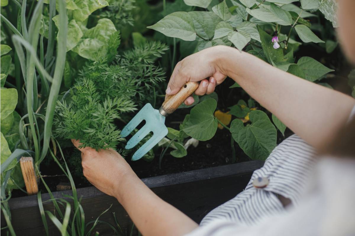 Gardener Says She Spent Four Seasons Perfecting a Signature Raised Bed Design That Got Shared Thousands of Times Online, Then Came Home to Find Her Neighbor Had Copied It Exactly and Put Up a Sign Offering Paid Garden Consultations