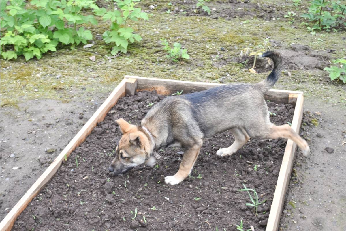 Gardener Says She Left a Note Asking Her Neighbor Not to Let His Dog Dig Near Her Garden Beds Anymore, Then Found the Note Ripped Up and Left on Her Doorstep the Next Morning