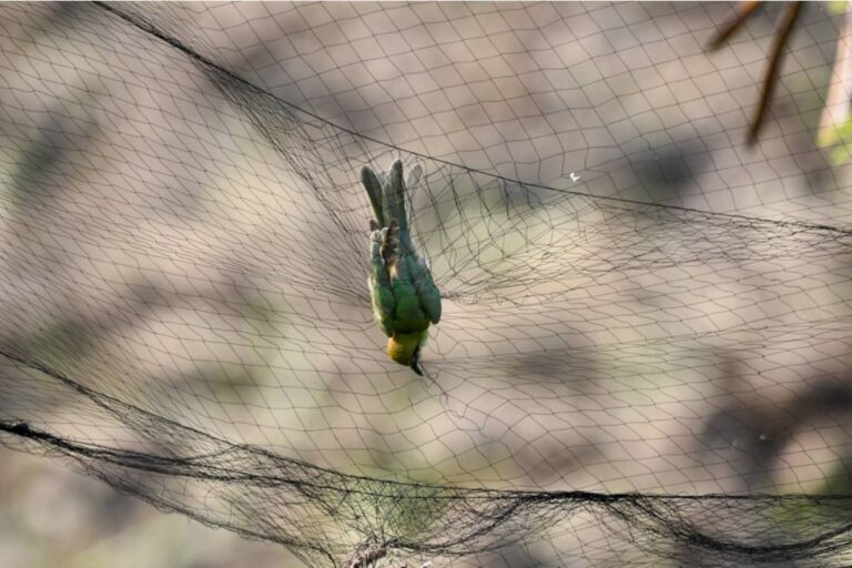Homeowner Says His Neighbor Has Been Insisting for Months That His Garden Netting Traps Birds, Then Was Caught Removing It at Night to Let Her Cat Hunt Inside