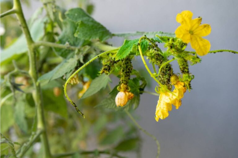 Homeowner Says His Neighbor Has Been Telling New Buyers on the Street That His Vegetable Garden Attracts Pests to Lower Their Offers, Then Made a Lowball Offer on the House Herself