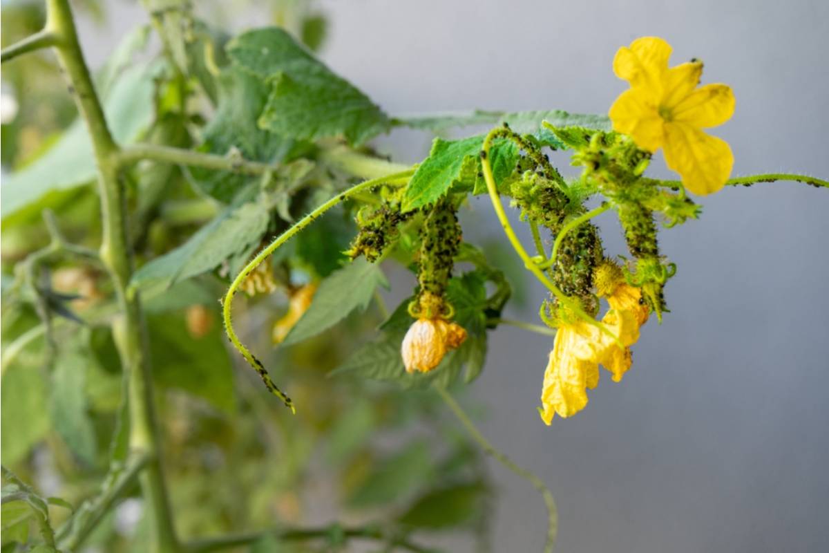 Homeowner Says His Neighbor Has Been Telling New Buyers on the Street That His Vegetable Garden Attracts Pests to Lower Their Offers, Then Made a Lowball Offer on the House Herself