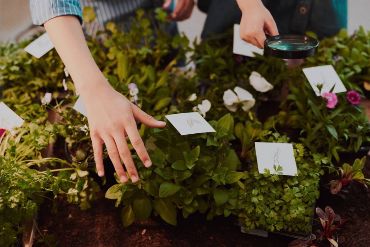 Gardener Says She Discovered a Neighbor Has Been Removing Her Garden Identification Tags Every Time She Labels a New Plant, Then Reselling Cuttings as "Mystery Varieties" at a Markup