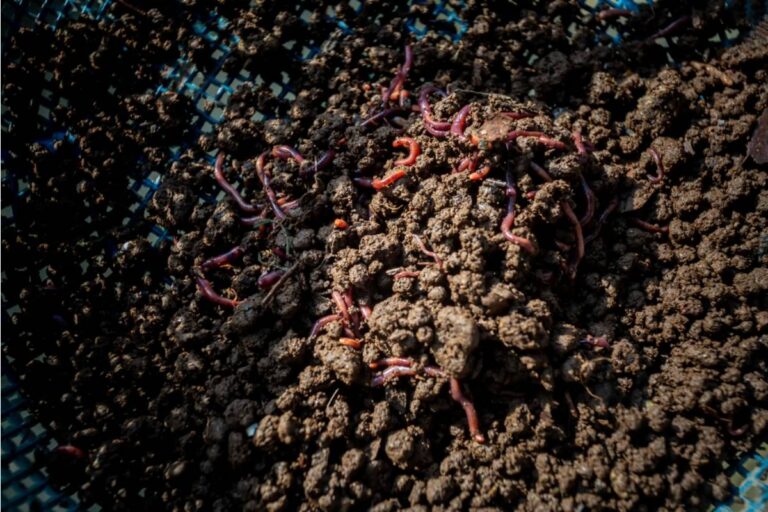 Homeowner Says Her Neighbor Mocked Her Backyard Worm Farm as "Disgusting" for Years, Then Asked for a Starter Batch the Moment She Saw the Soil Results