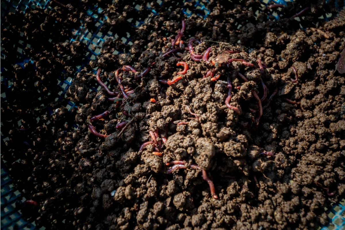 Homeowner Says Her Neighbor Mocked Her Backyard Worm Farm as "Disgusting" for Years, Then Asked for a Starter Batch the Moment She Saw the Soil Results