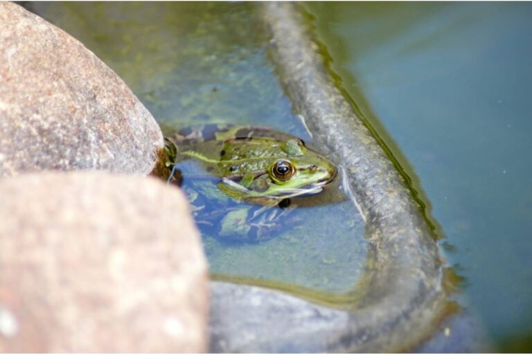 Homeowner Says Her Neighbor Called the HOA Over Her Wildlife Pond for a Year, Then Asked How to Attract the Same Frogs to Her Own Yard