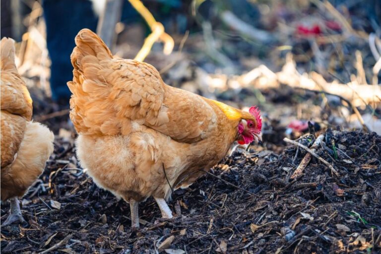 Homeowner Says His Neighbor Has Been Insisting for Years That His Chicken Coop Smell Reaches Her Property, Then Was Caught Composting Meat Scraps in Her Own Backyard the Whole Time