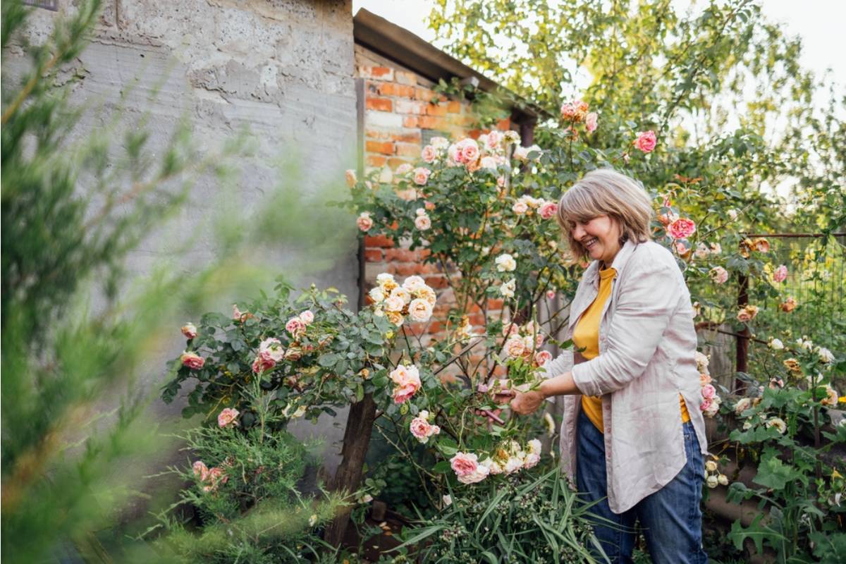 Homeowner Says His Neighbor Has Been Quietly Taking Cuttings From His Prize Hydrangeas Every Time She Walks Her Dog Past the Fence at Night