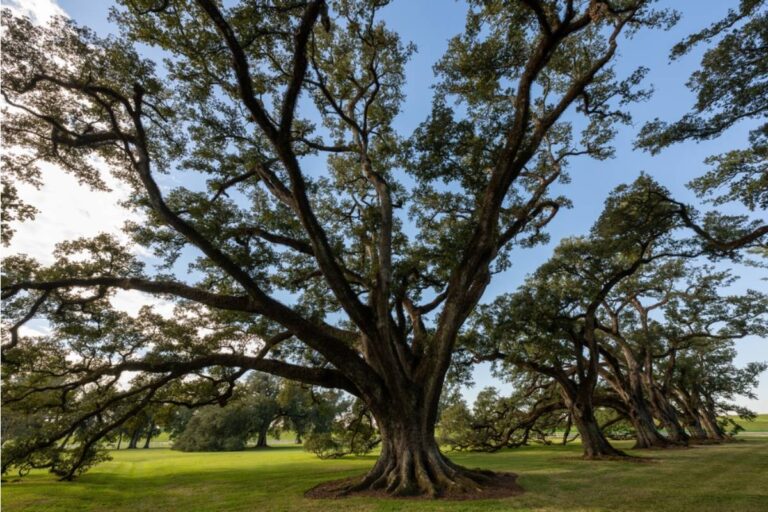 Homeowner Says His Neighbor Convinced Him a Shared Oak Tree Was a Liability, Then Filed to Have It Declared a Protected Heritage Tree the Moment He Agreed to Split the Removal Cost