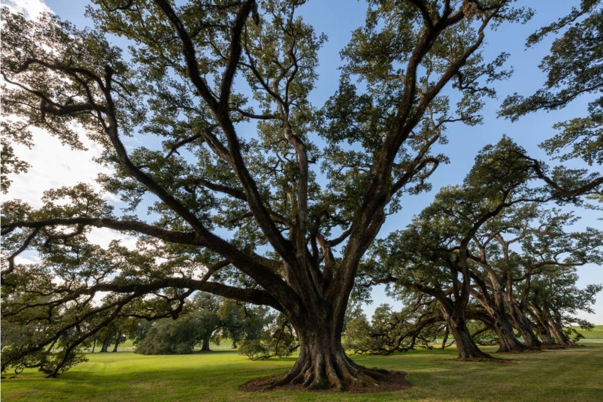 Homeowner Says His Neighbor Convinced Him a Shared Oak Tree Was a Liability, Then Filed to Have It Declared a Protected Heritage Tree the Moment He Agreed to Split the Removal Cost