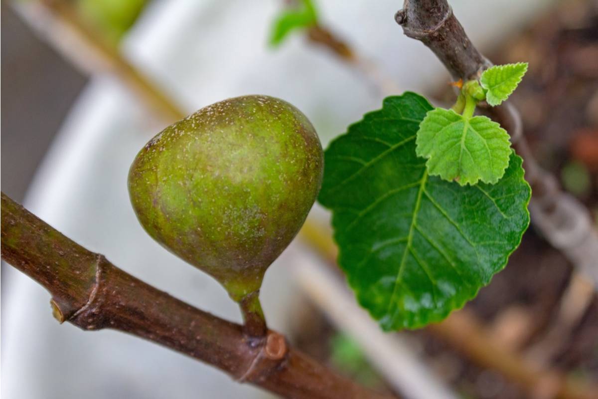 Gardener Says She's Been Growing the Only Fig Tree on the Block for a Decade, Then Her Neighbor Planted One Six Inches From the Property Line to "Even Things Out"