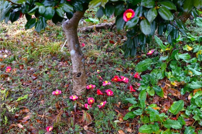 Gardener Says She Spent a Decade Growing the Same Camellia Her Father Gave Her Before He Passed, Then Her Niece Wanted It Moved for a Swing Set