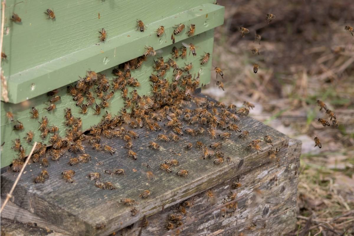 Homeowner Says His Neighbor Has Been Insisting for a Year That His Backyard Beehives Are a Danger to Her Kids, Then Asked Him for a Jar of Honey the Moment She Found Out It Sells for Fifteen Dollars a Jar Locally