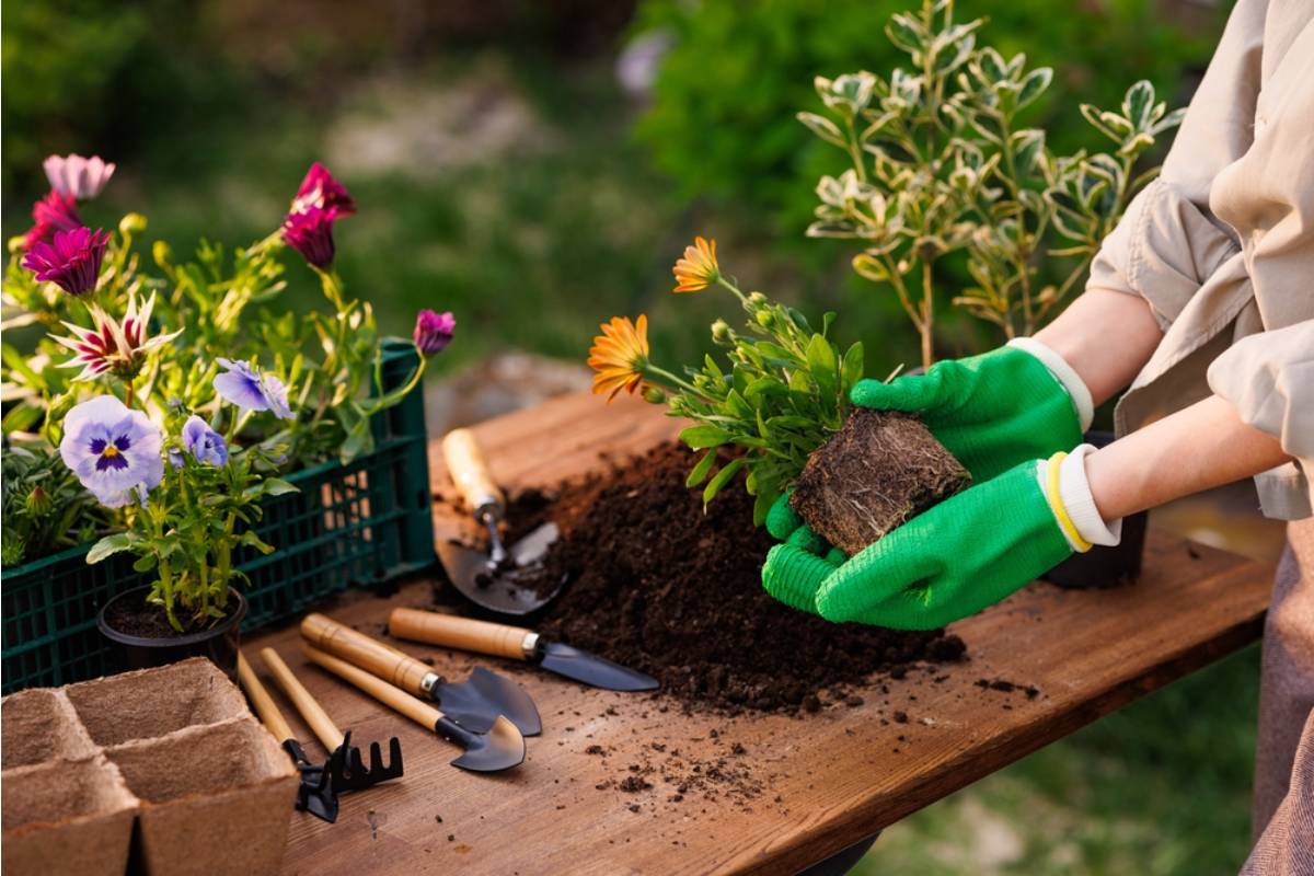 Gardener Says She Discovered Her Late Grandmother's Garden Gloves and Tools Were Donated by a Well-Meaning Niece While She Was Away on a Trip