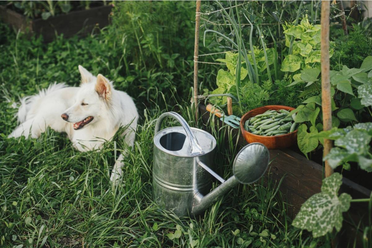 Homeowner Says His Neighbor Has Been Letting Her Dog Use His Mulched Garden Beds as a Bathroom for a Year, Only Admitting It After He Installed a Camera and Sent Her the Footage