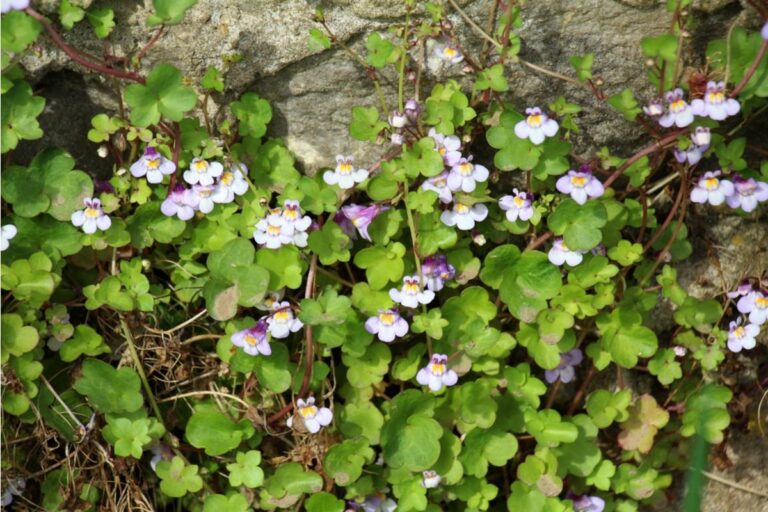 Gardener Says Her Neighbor Called Her Wildflower Patch "Neglected" for Three Years, Then Asked to Take Cuttings the Moment It Won a Local Beautification Award
