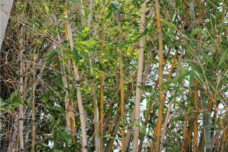 Gardener Says She Spent Three Seasons Growing a Privacy Screen of Bamboo After Her Divorce for a Sense of Safety, Then Her Ex Convinced the New Owners Next Door to Have It Removed