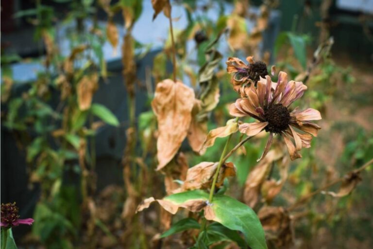 She Thought Her Garden Was Simply Struggling This Year, Until a Soil Test Revealed Her Neighbor Had Been Dumping Something Toxic for Months