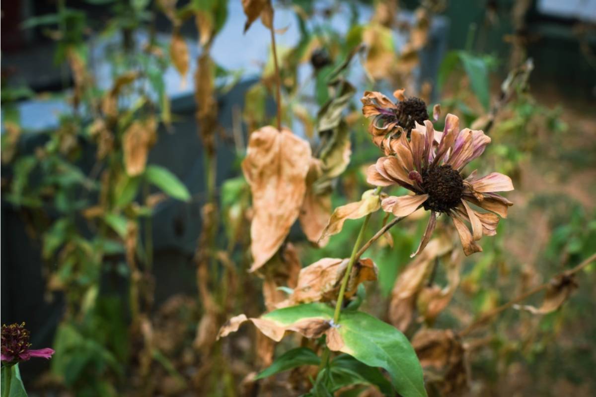 She Thought Her Garden Was Simply Struggling This Year, Until a Soil Test Revealed Her Neighbor Had Been Dumping Something Toxic for Months
