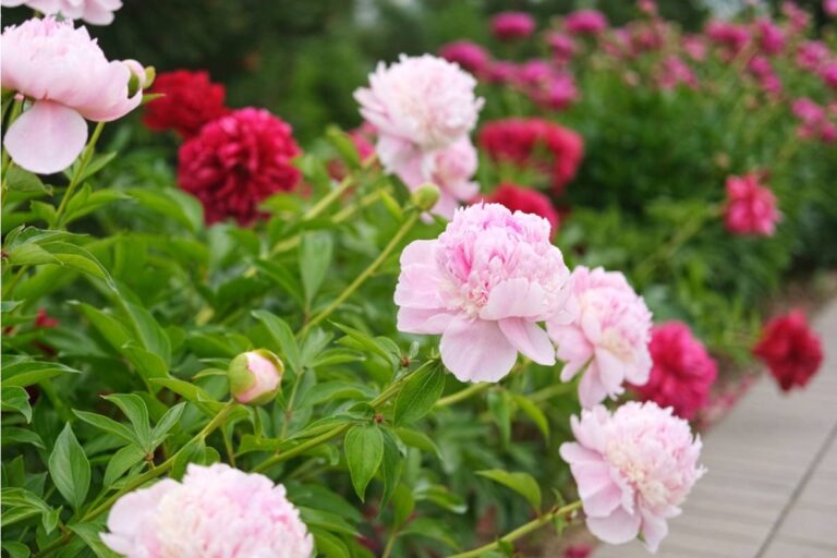 Homeowner Says Her Grandson Was Supposed to Watch the House During a Trip, Now the Rose Garden Her Late Wife Spent Thirty Years Perfecting Has Been Mowed Flat