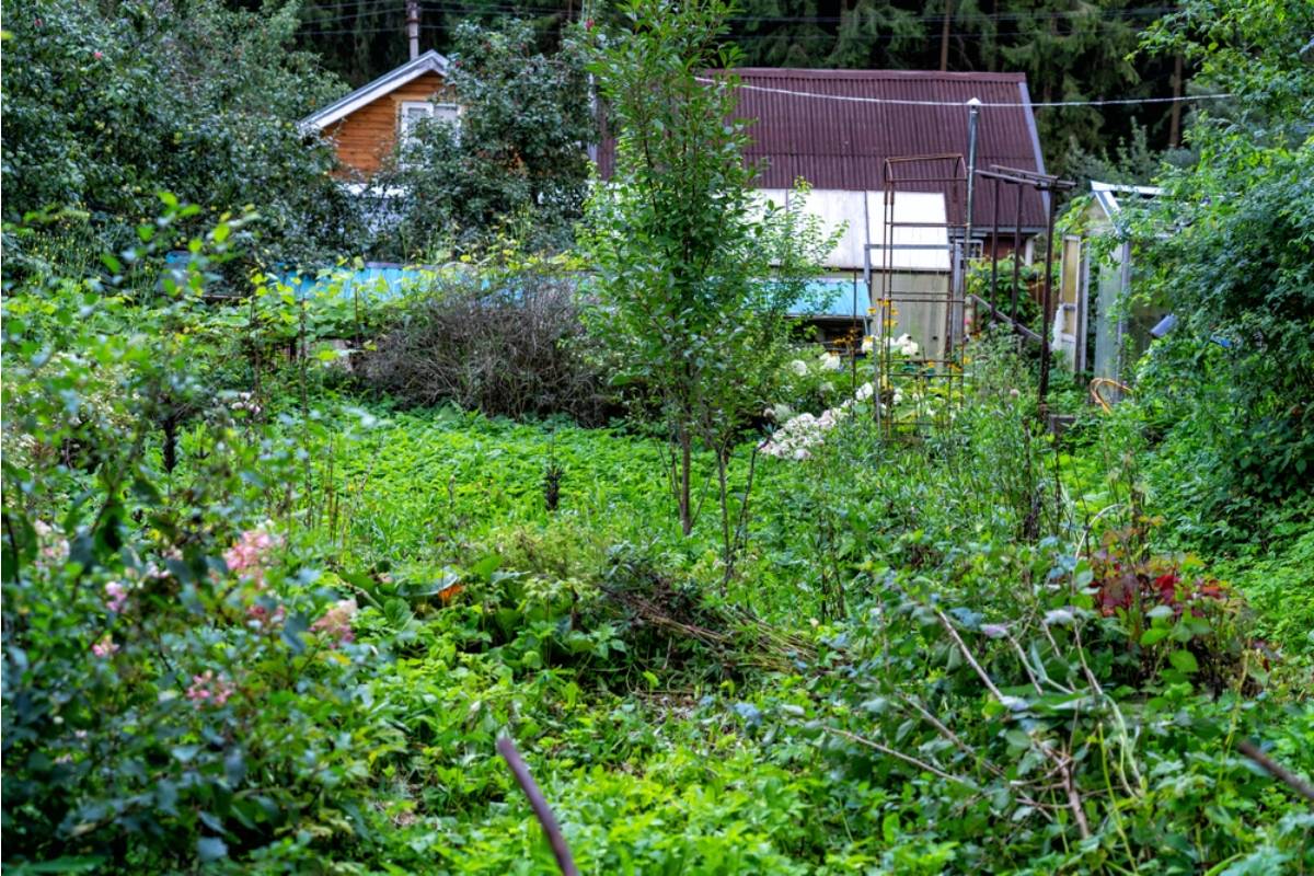 Gardener Says Her Neighbor Insisted Her Garden Was Too Wild for the Street for Years, Then Asked Her to Design the Landscaping for Her Own Yard for Free