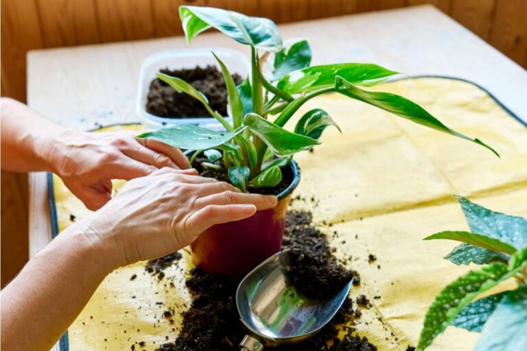 Homeowner Says Her Aunt "Helped" by Repotting Every Plant in the Sunroom While Visiting, Now Half of Them Are Wilting From the Wrong Soil