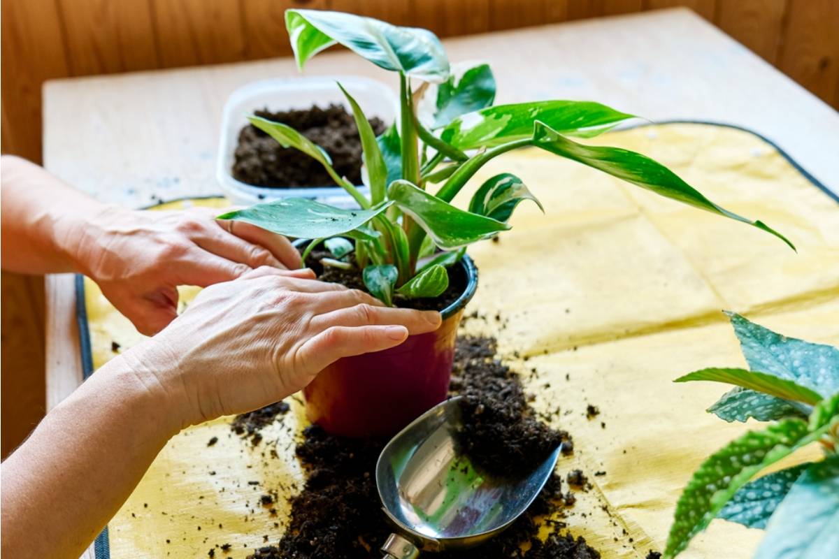 Homeowner Says Her Aunt "Helped" by Repotting Every Plant in the Sunroom While Visiting, Now Half of Them Are Wilting From the Wrong Soil