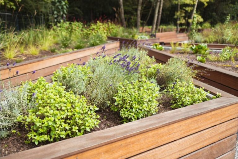 Gardener Says Her Aunt Moved In After a Divorce and Took Over the Best Raised Bed for Her Own Herbs Without Ever Mentioning It First