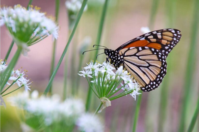 Gardener Says She Spent Two Seasons Growing a Butterfly Garden in Memory of Her Childhood Pet, Then Her Neighbor Demanded She Remove It Because the Butterflies Were "Getting Into His House"