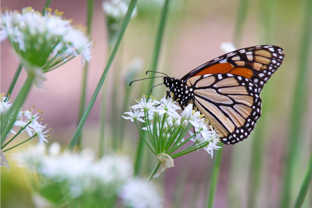 Gardener Says She Spent Two Seasons Growing a Butterfly Garden in Memory of Her Childhood Pet, Then Her Neighbor Demanded She Remove It Because the Butterflies Were "Getting Into His House"