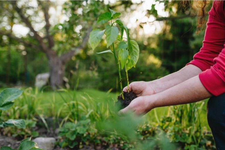 Homeowner Says His Neighbor Has Been Quietly Reporting Every New Plant in His Garden to the HOA as a Potential Violation Before It Even Has Time to Establish Roots
