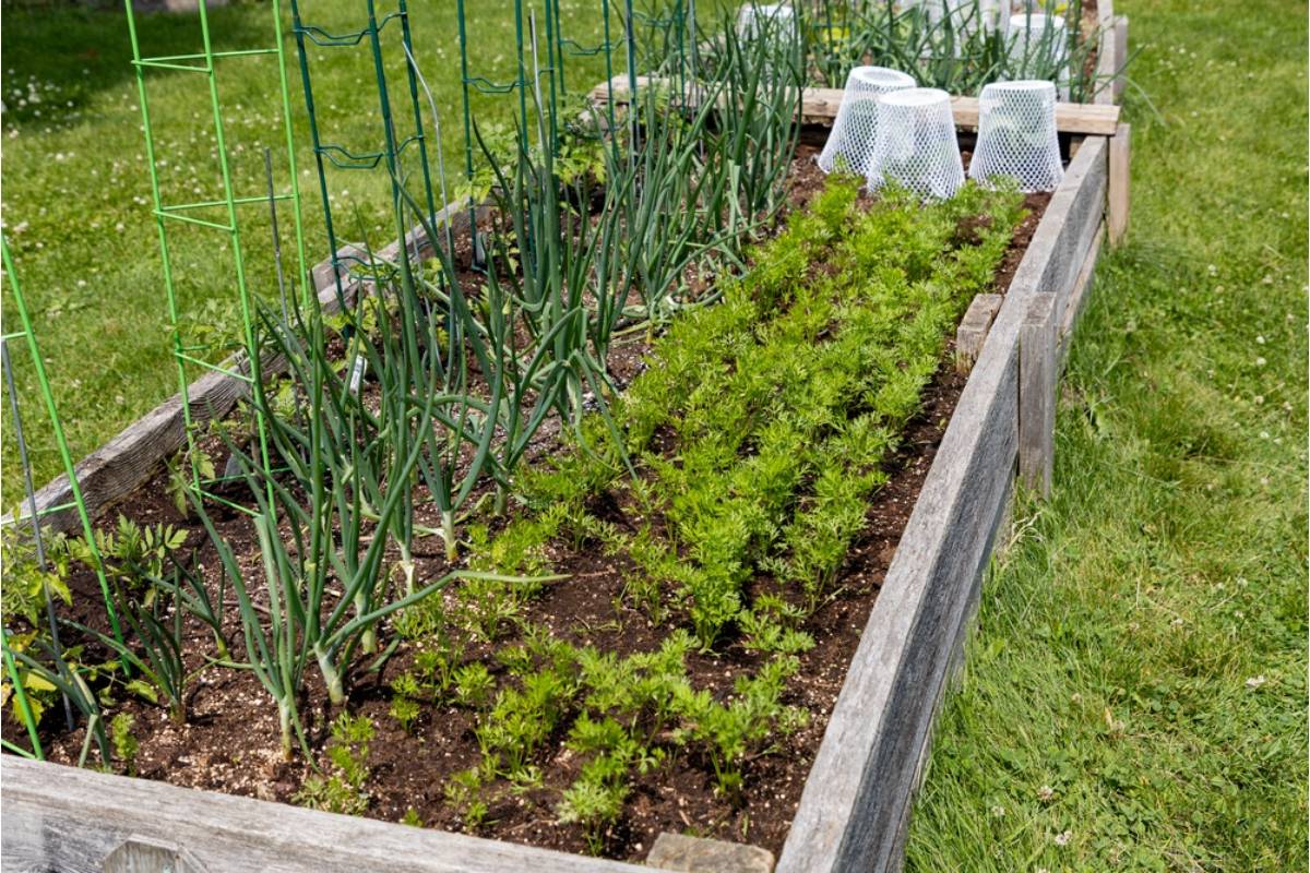 Homeowner Says Her Adult Son Moved Back Home and Started Charging Neighbors for the Vegetables Growing in Her Garden