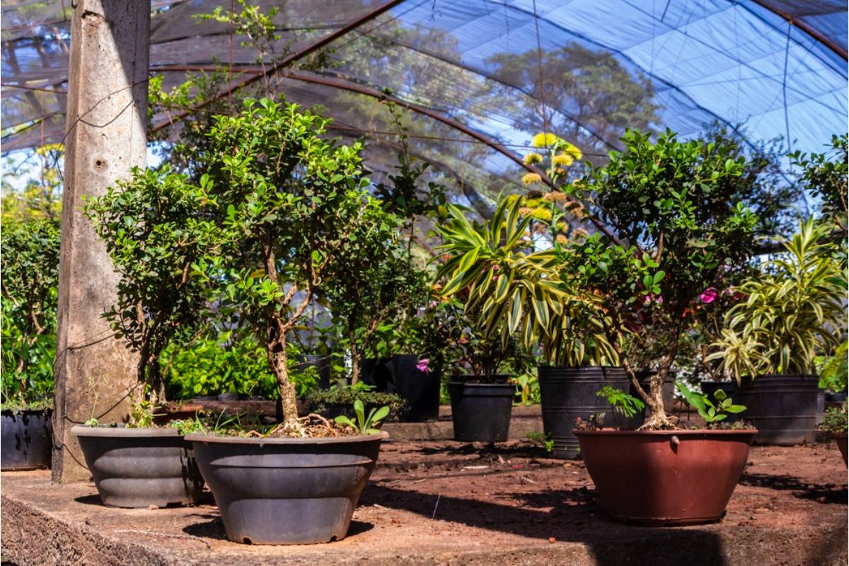Gardener Says She Spent a Decade Building a Shade Garden Under a Tree Her Late Sister Planted, Then a New Neighbor Had the Tree Removed Without Telling Her It Was Even Scheduled